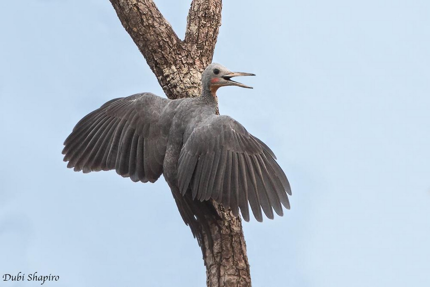 great slaty woodpecker