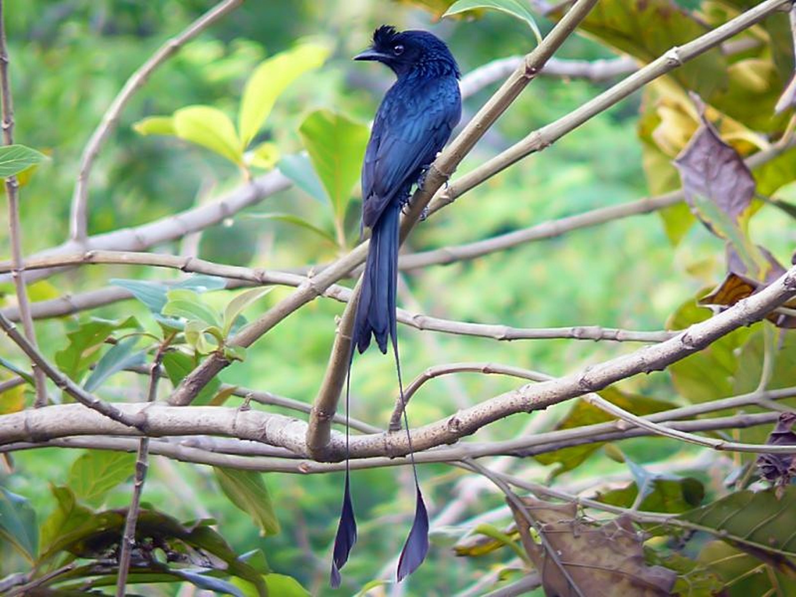 greater racket tailed drongo 800x600