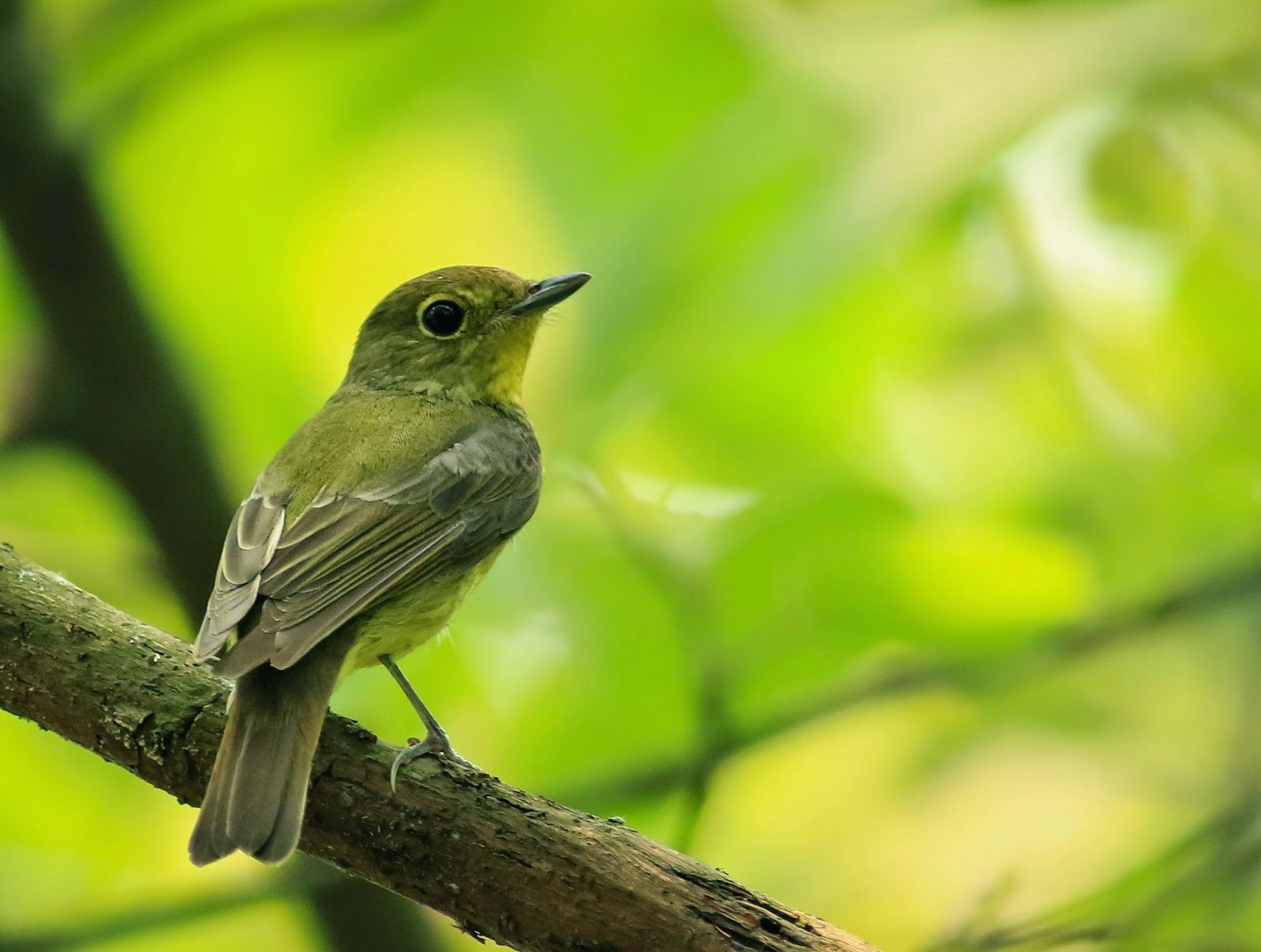 green backed flycatcher