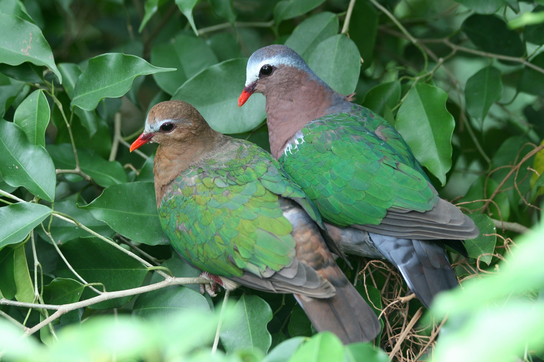 green doves