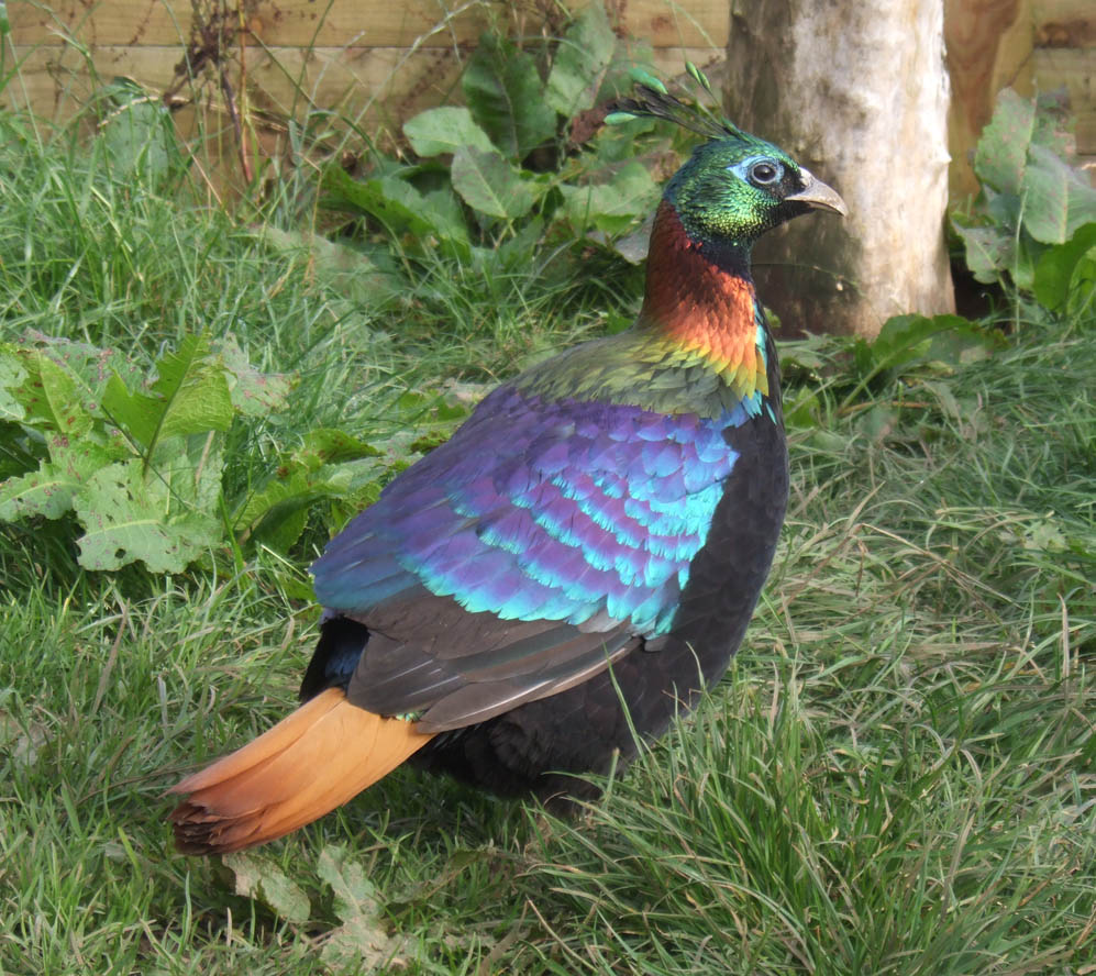 green peacock peasant