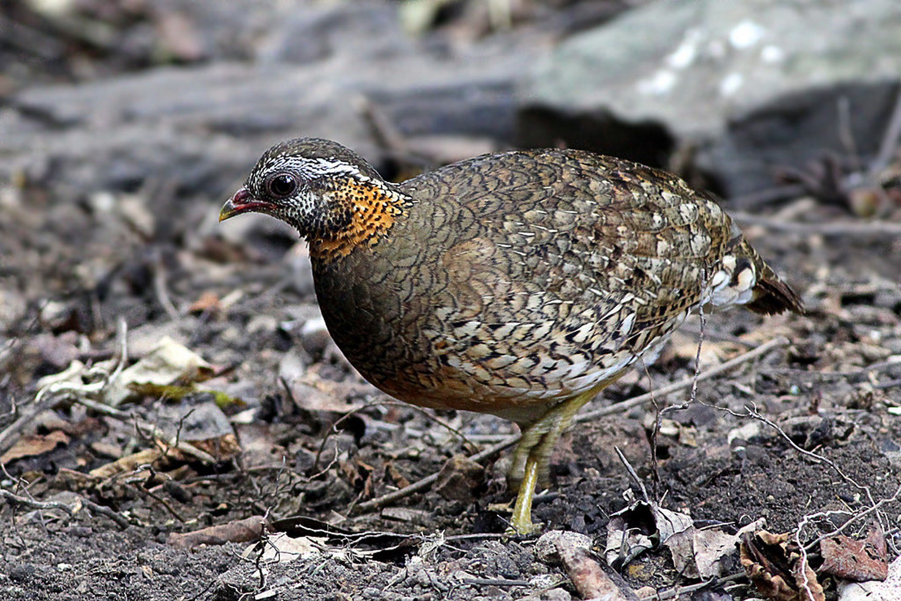 green legged partridges