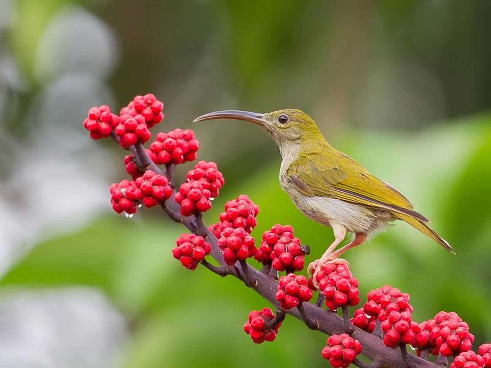 grey breasted spiderhunters