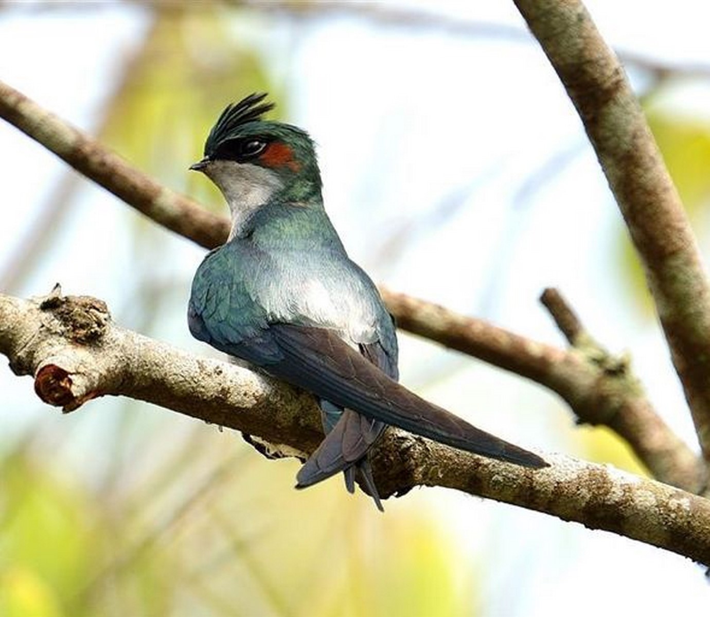 grey rumped treeswift