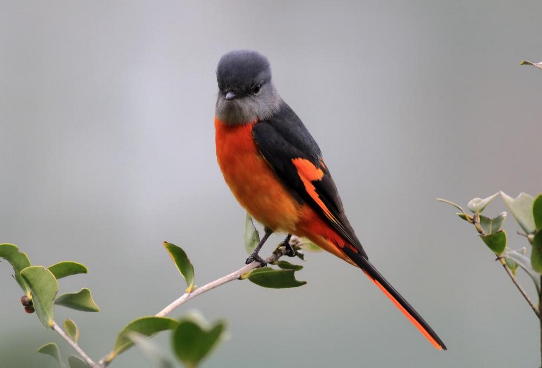 grey chinned minivet