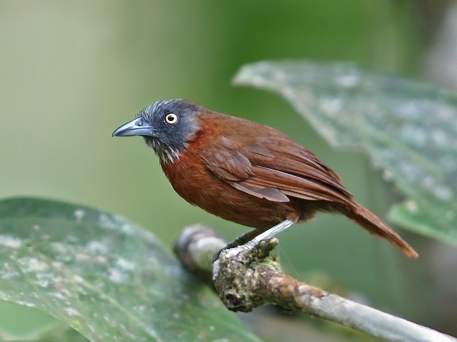 greyheaded babbler