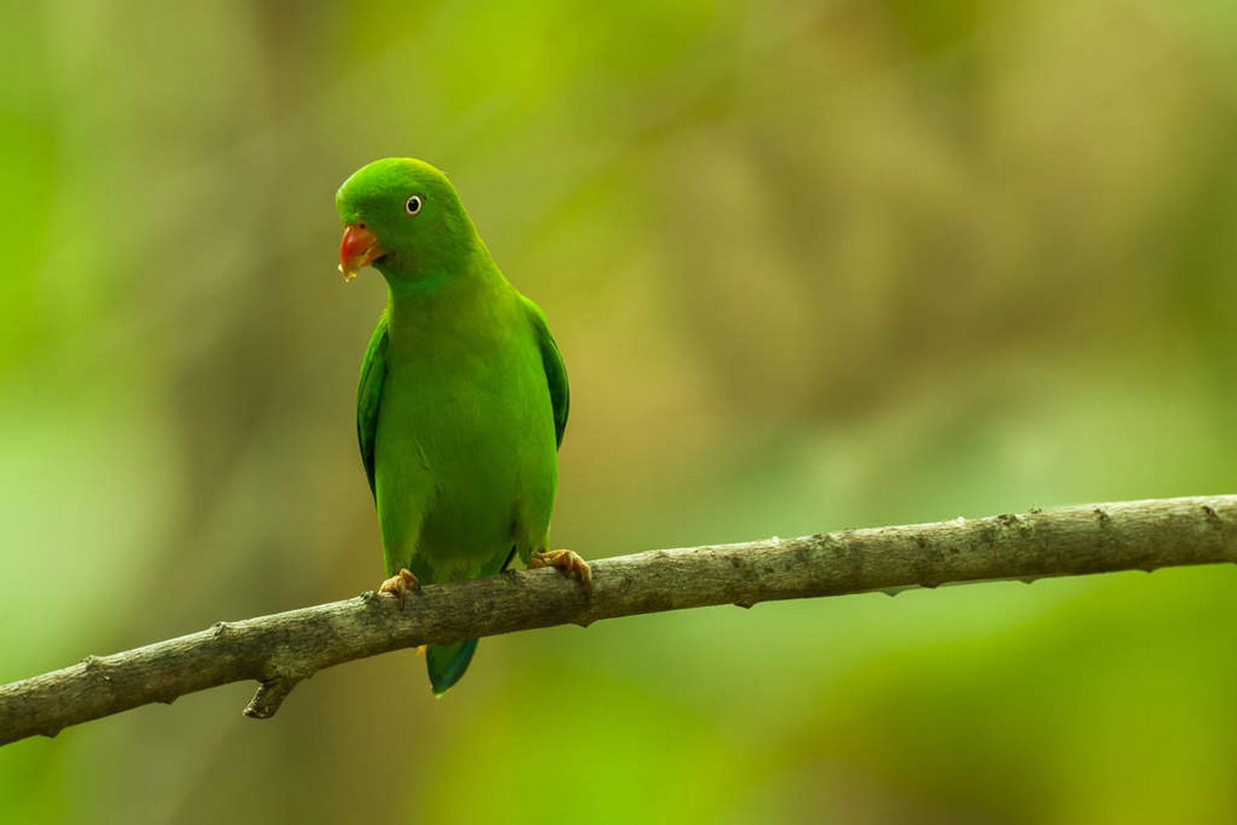 hanging parrot