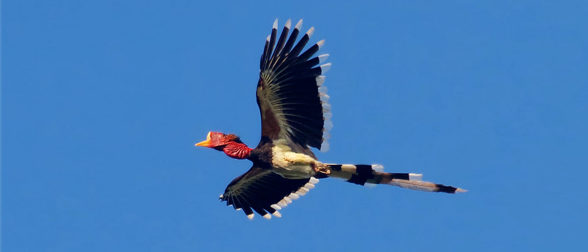 helmeted hornbill