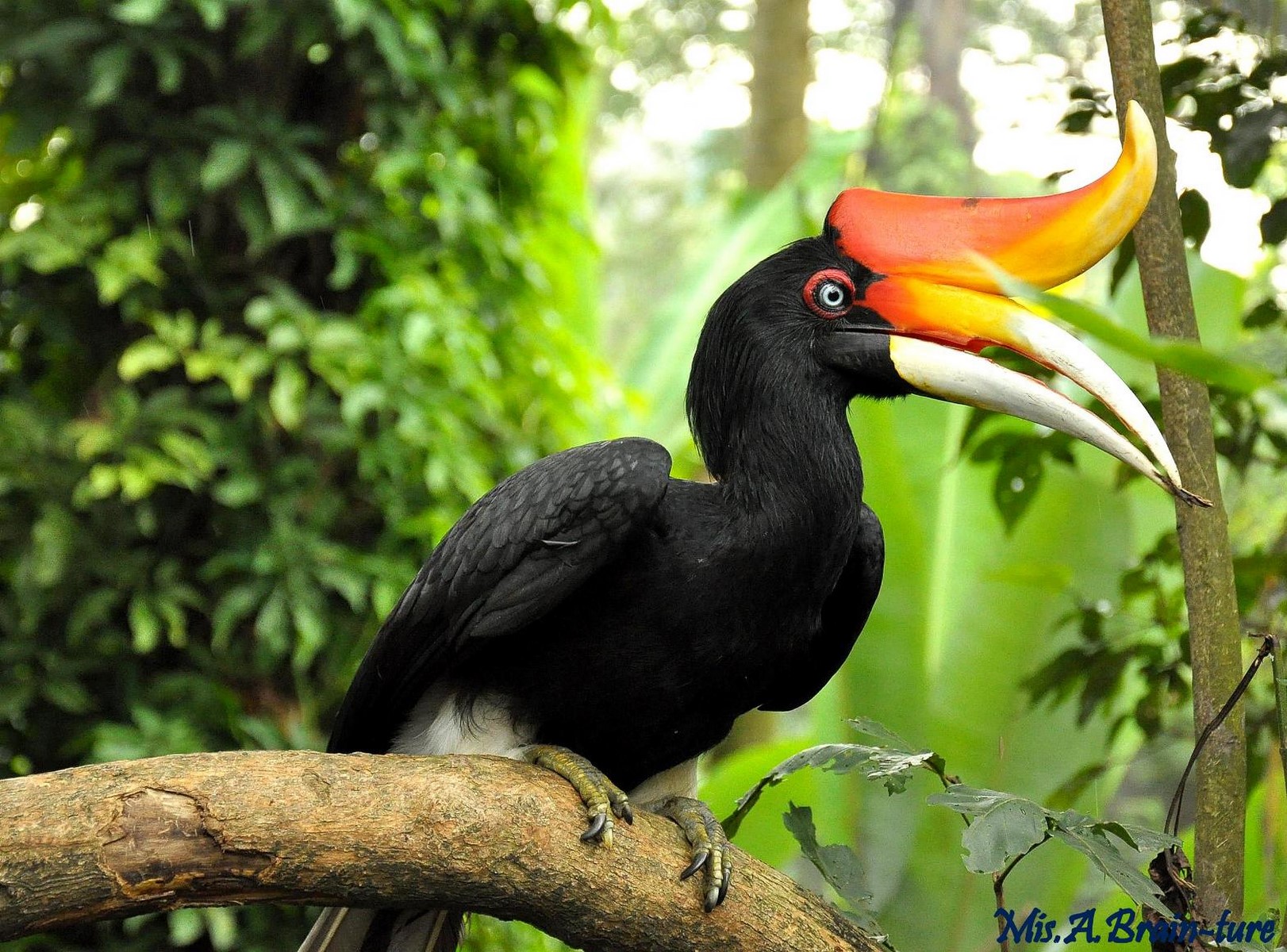 hornbills