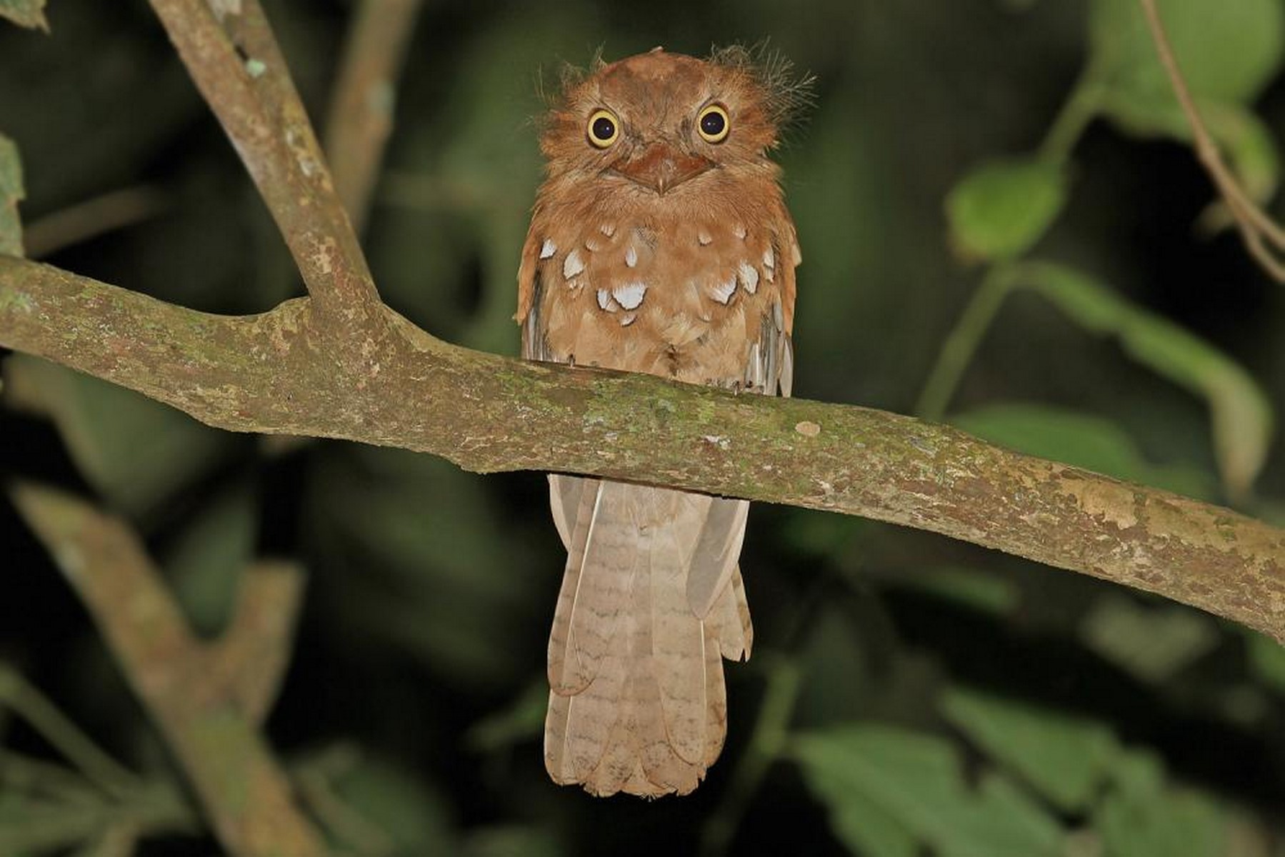 javan frogmouth