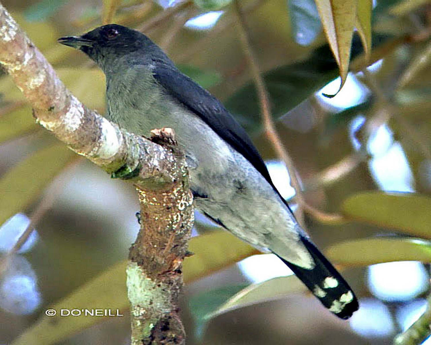 lesser cuckooshrike