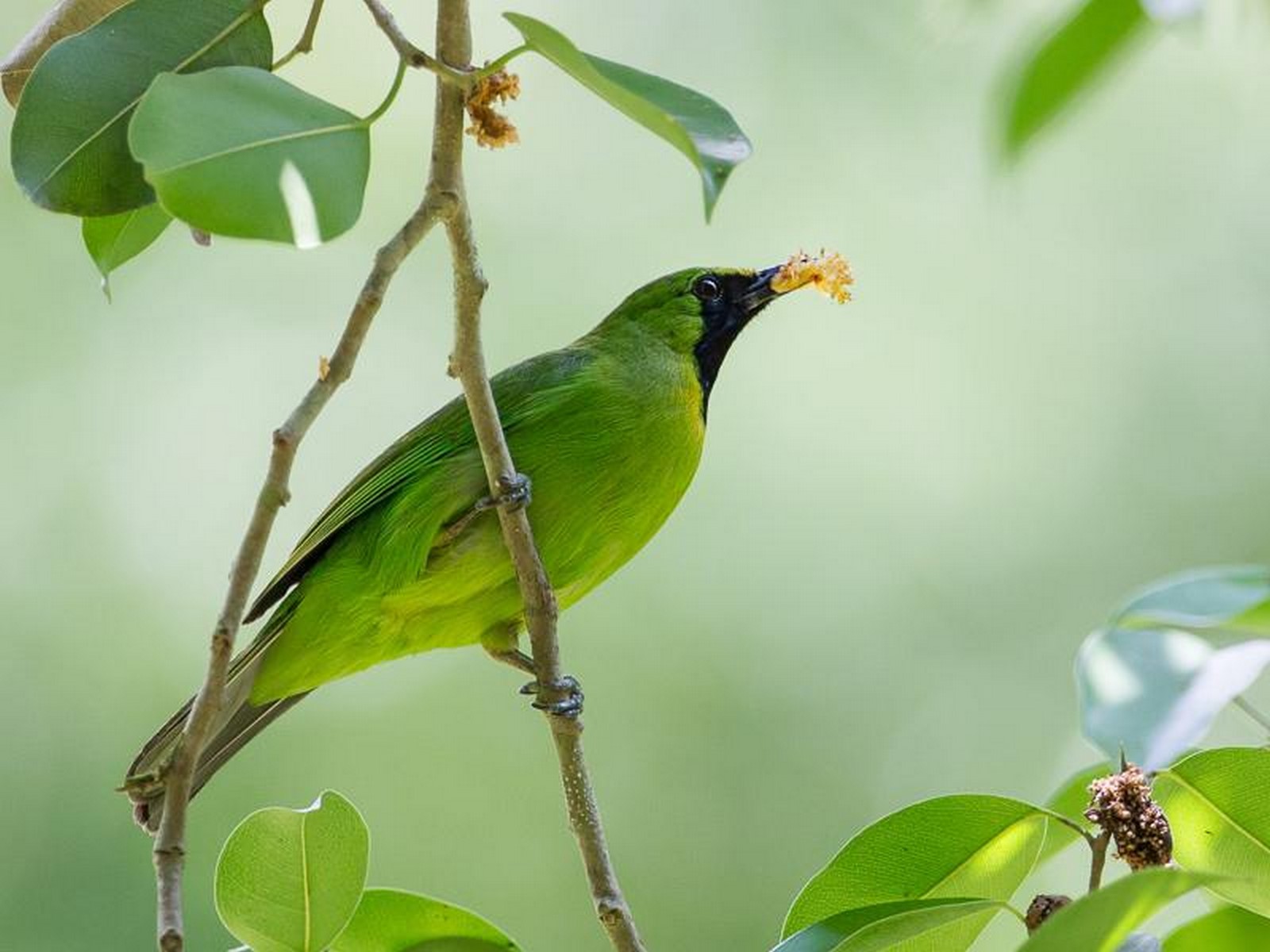 lesser green leafbird