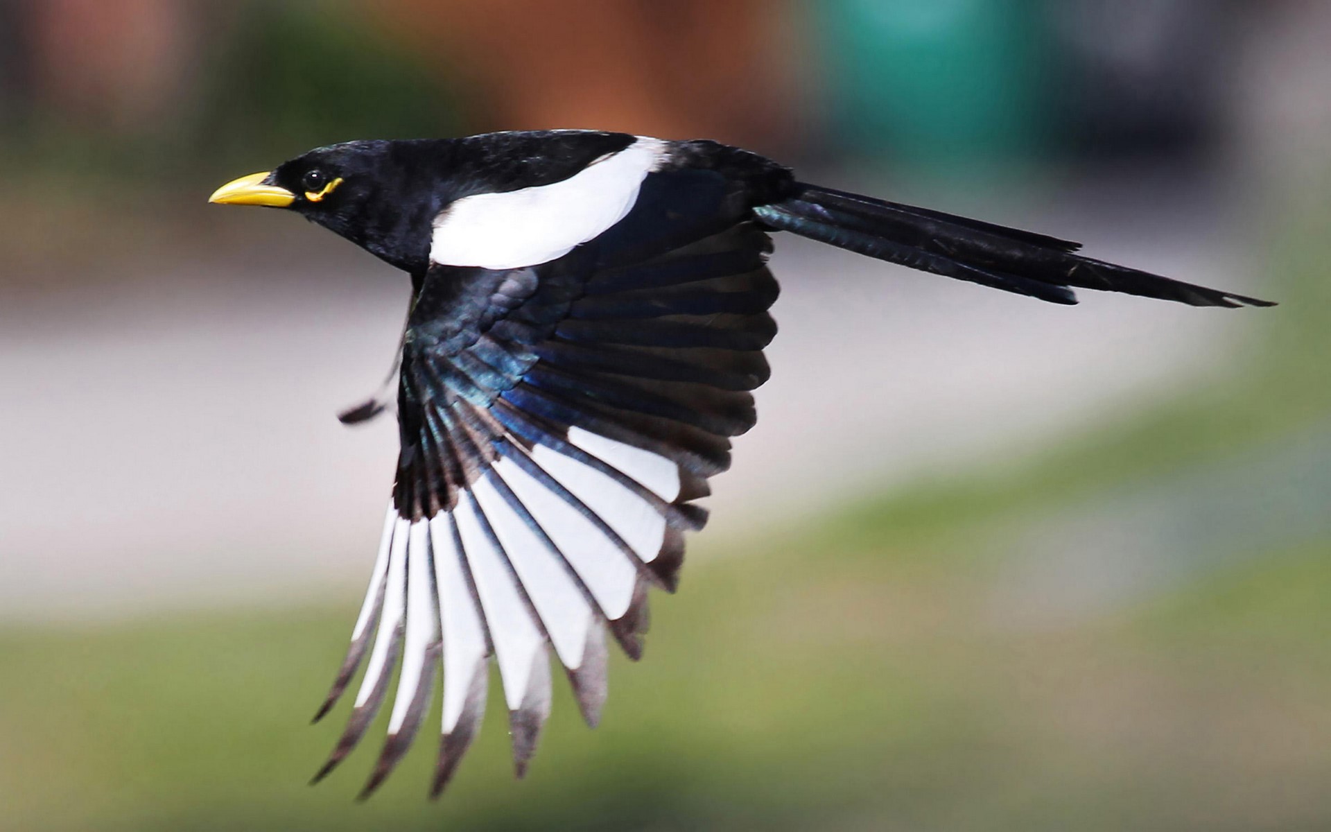 magpie