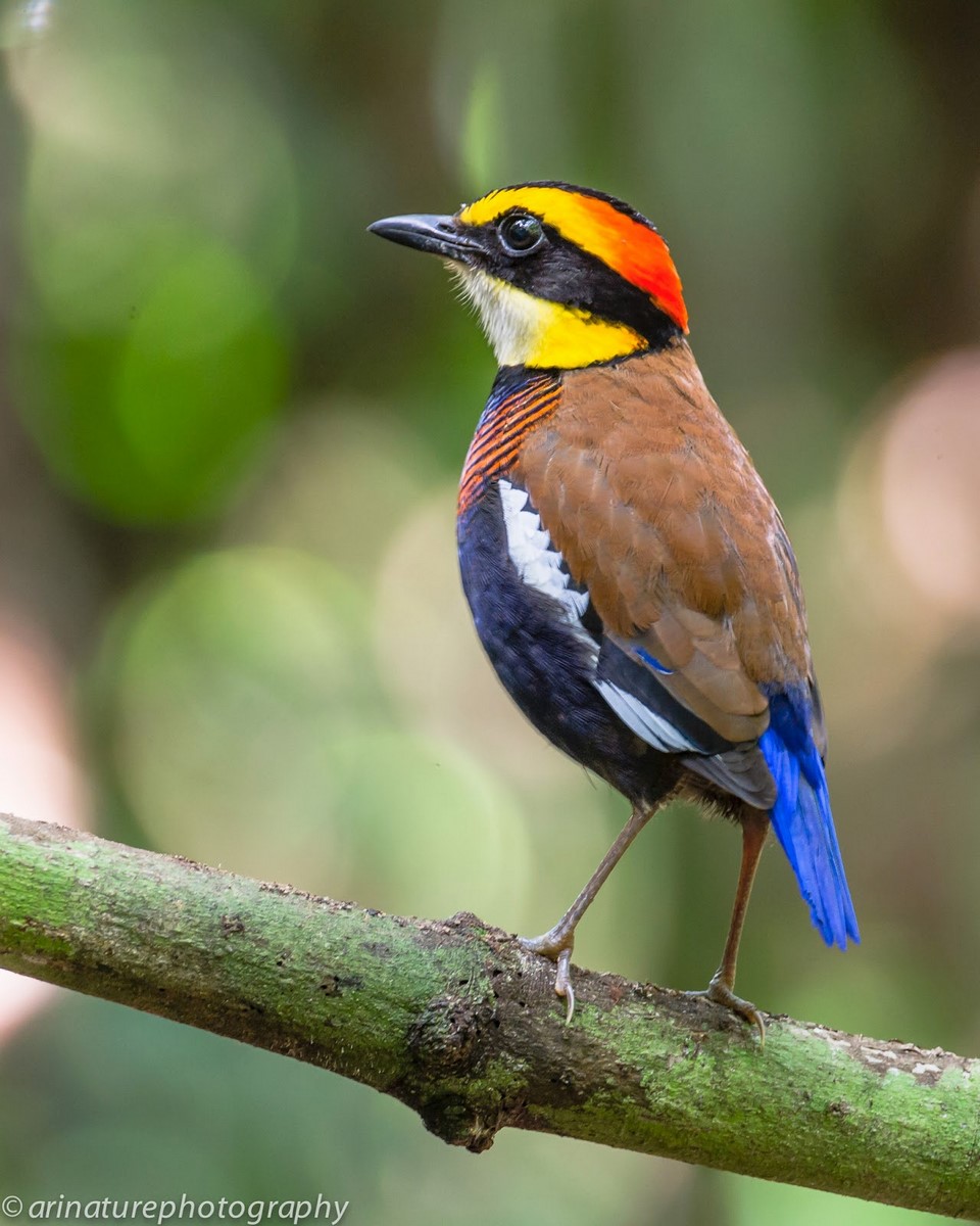 malaysisk banded pitta