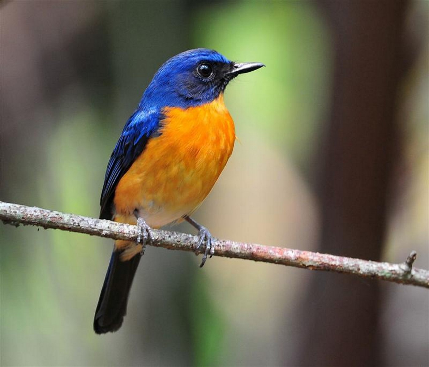 mangrove blue flycatcher