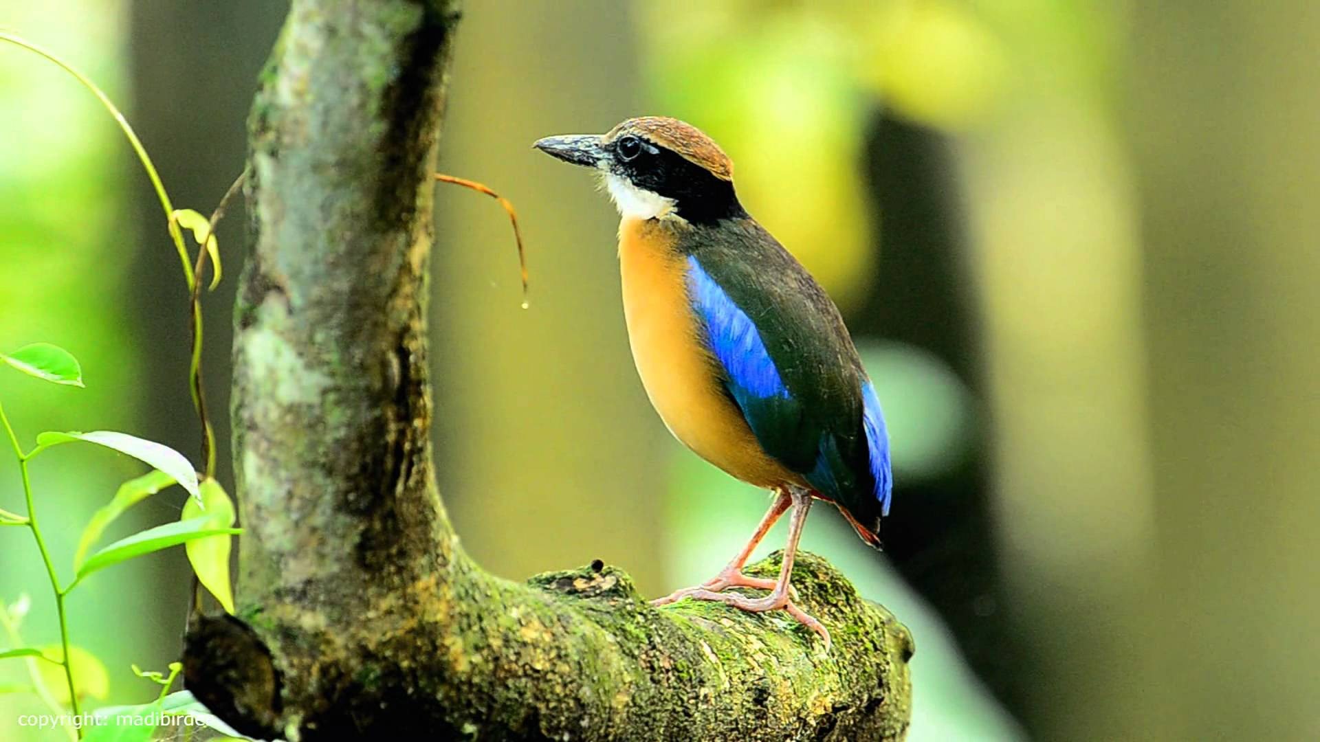 mangrove pitta