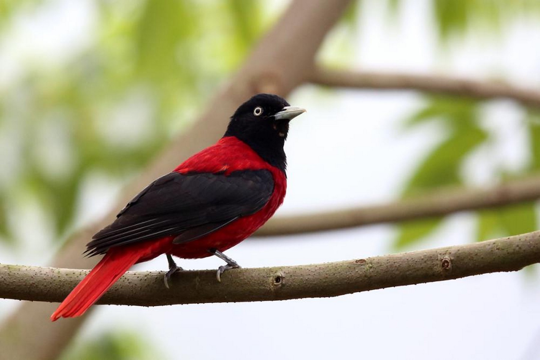 maroon oriole