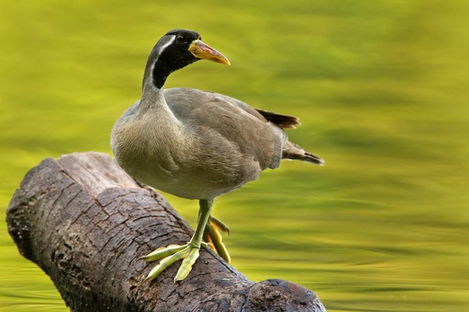 masked finfoot