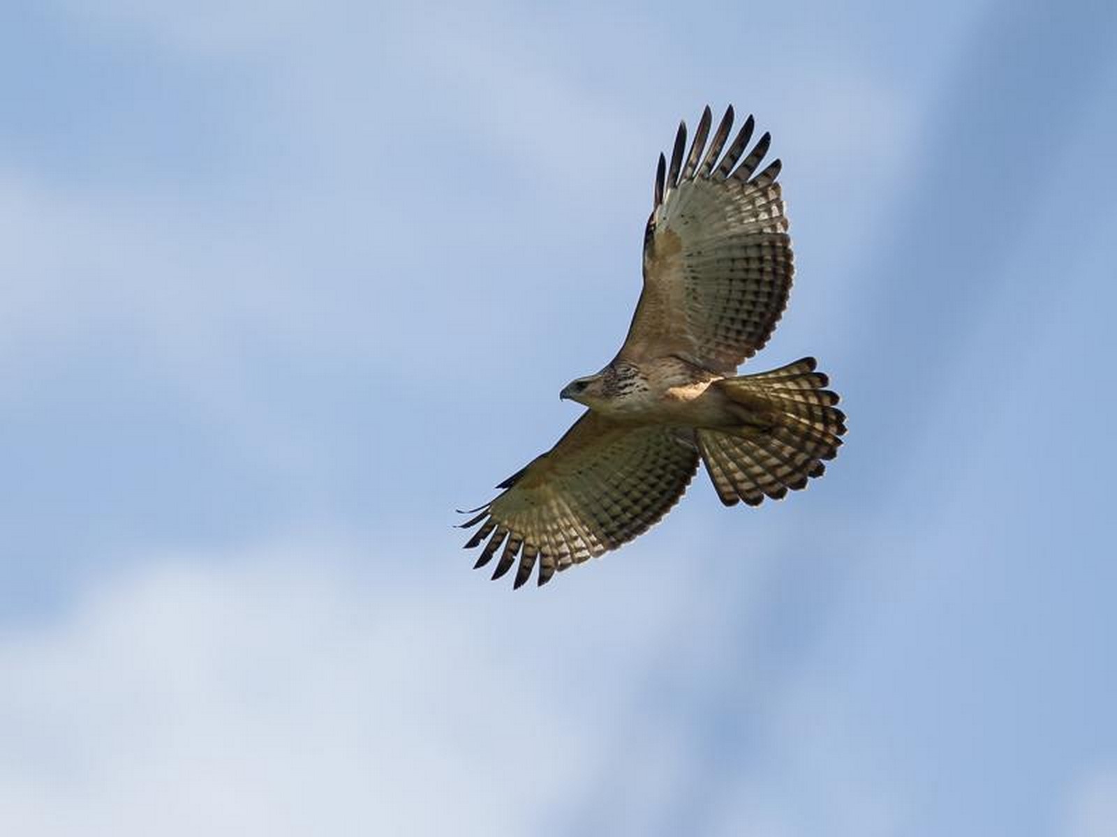 mountain hawk eagle