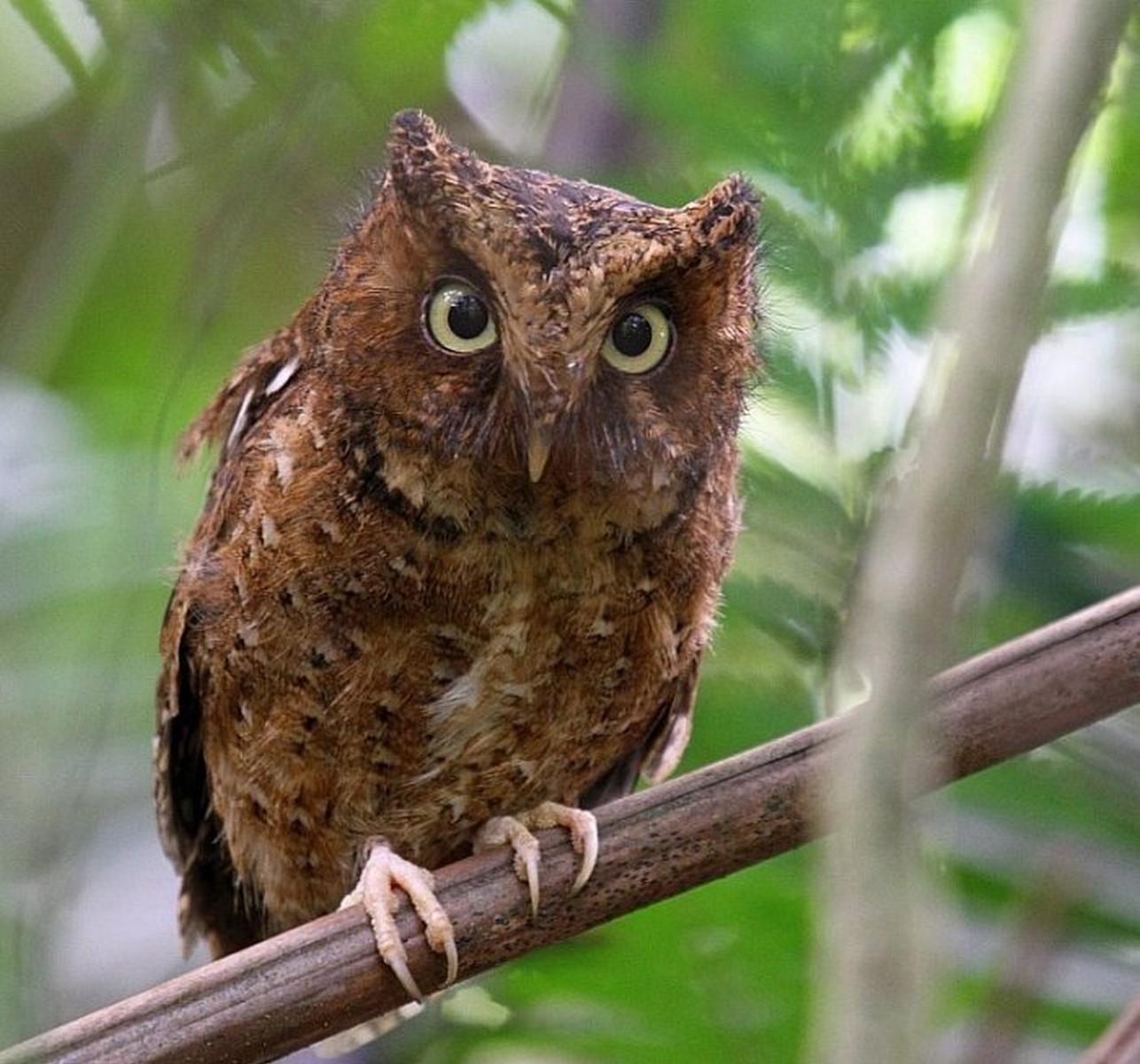 mountain scrops owls