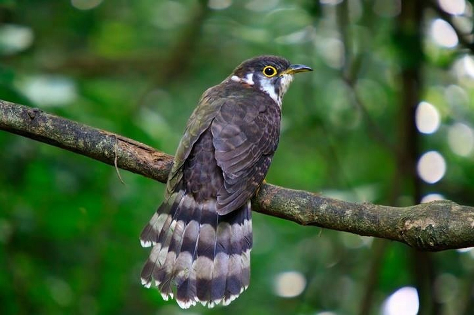 moustached hawk cuckoo