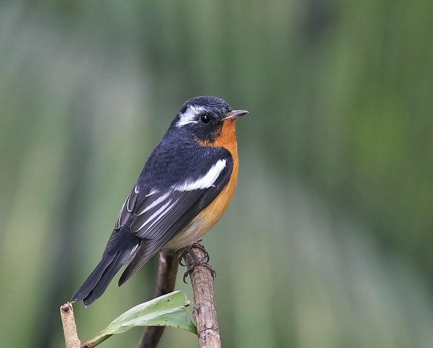 mugimaki flycatcher