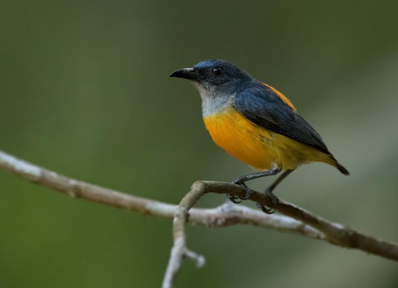 orange bellied flowerpecker