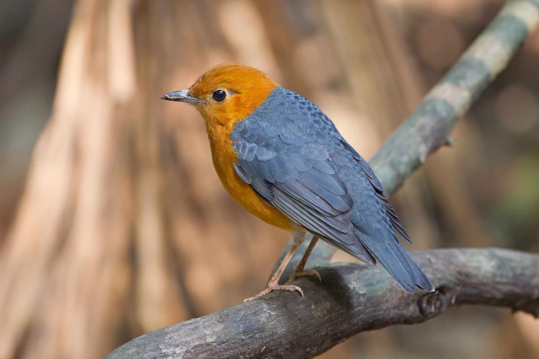 orange headed thrush