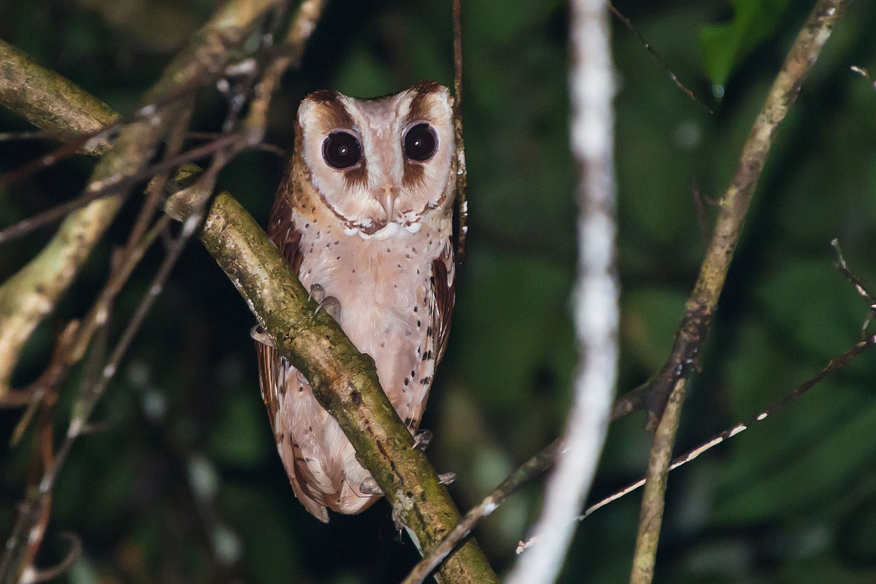 oriental bay owl