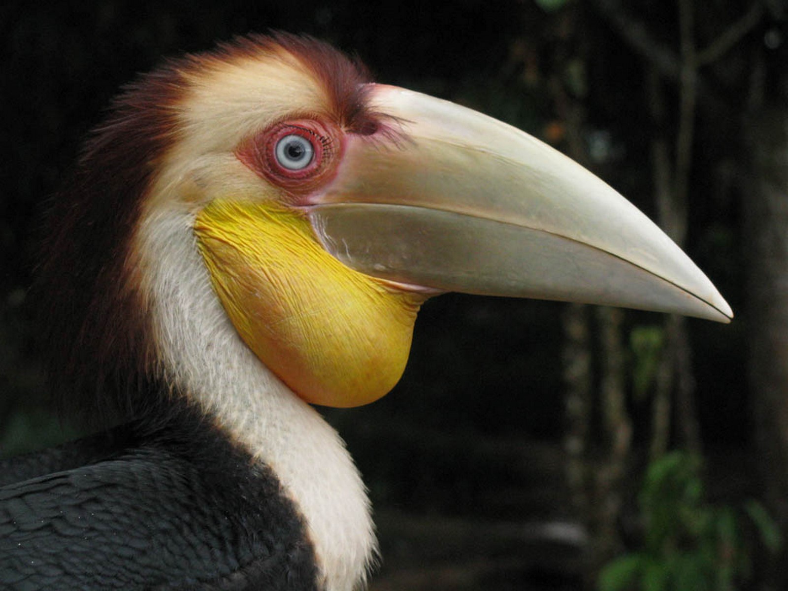 plain pouched hornbill