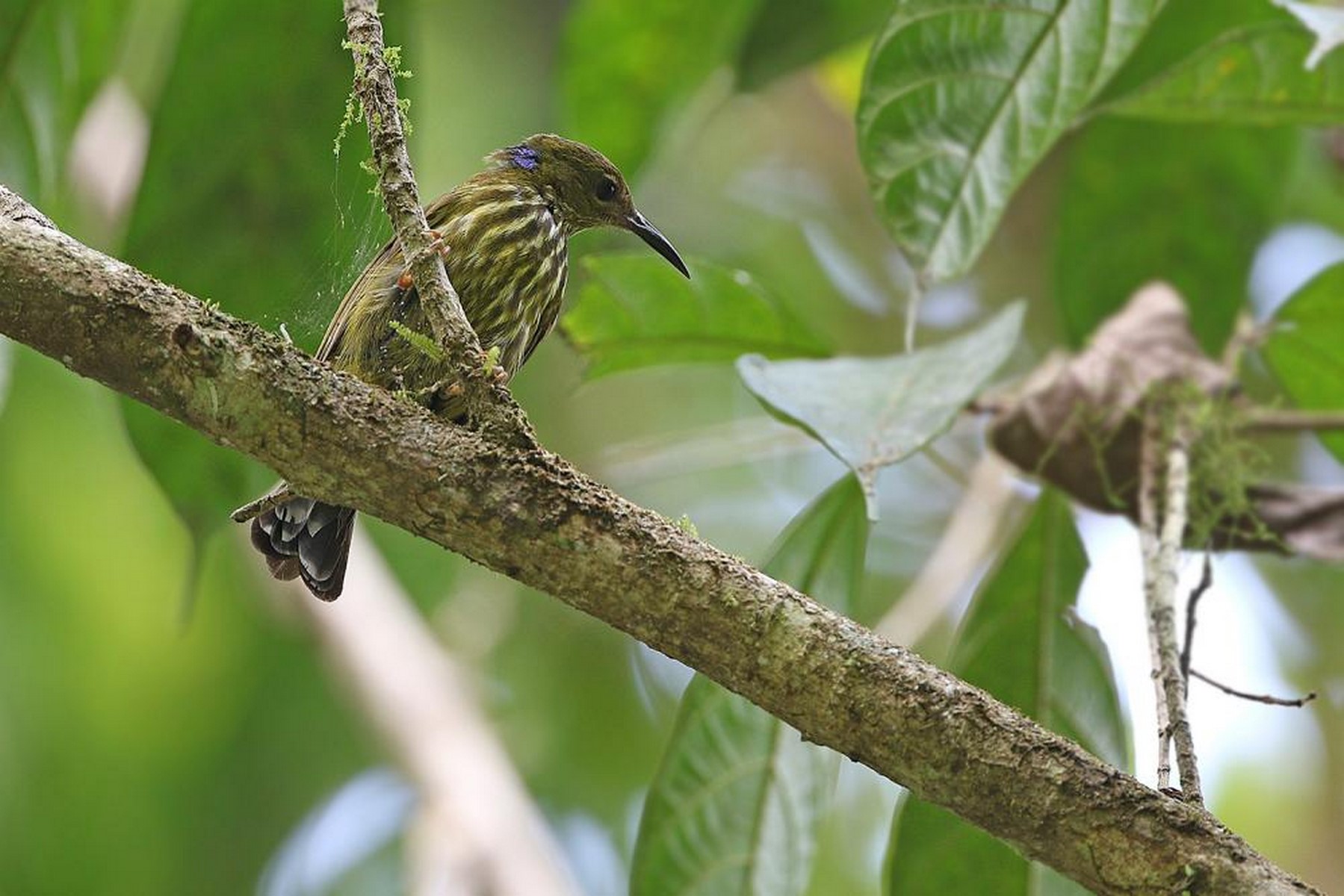 purple naped sunbird