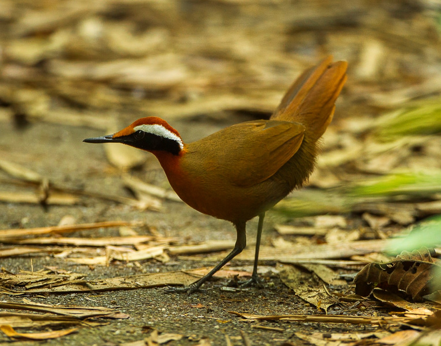 rail babbler