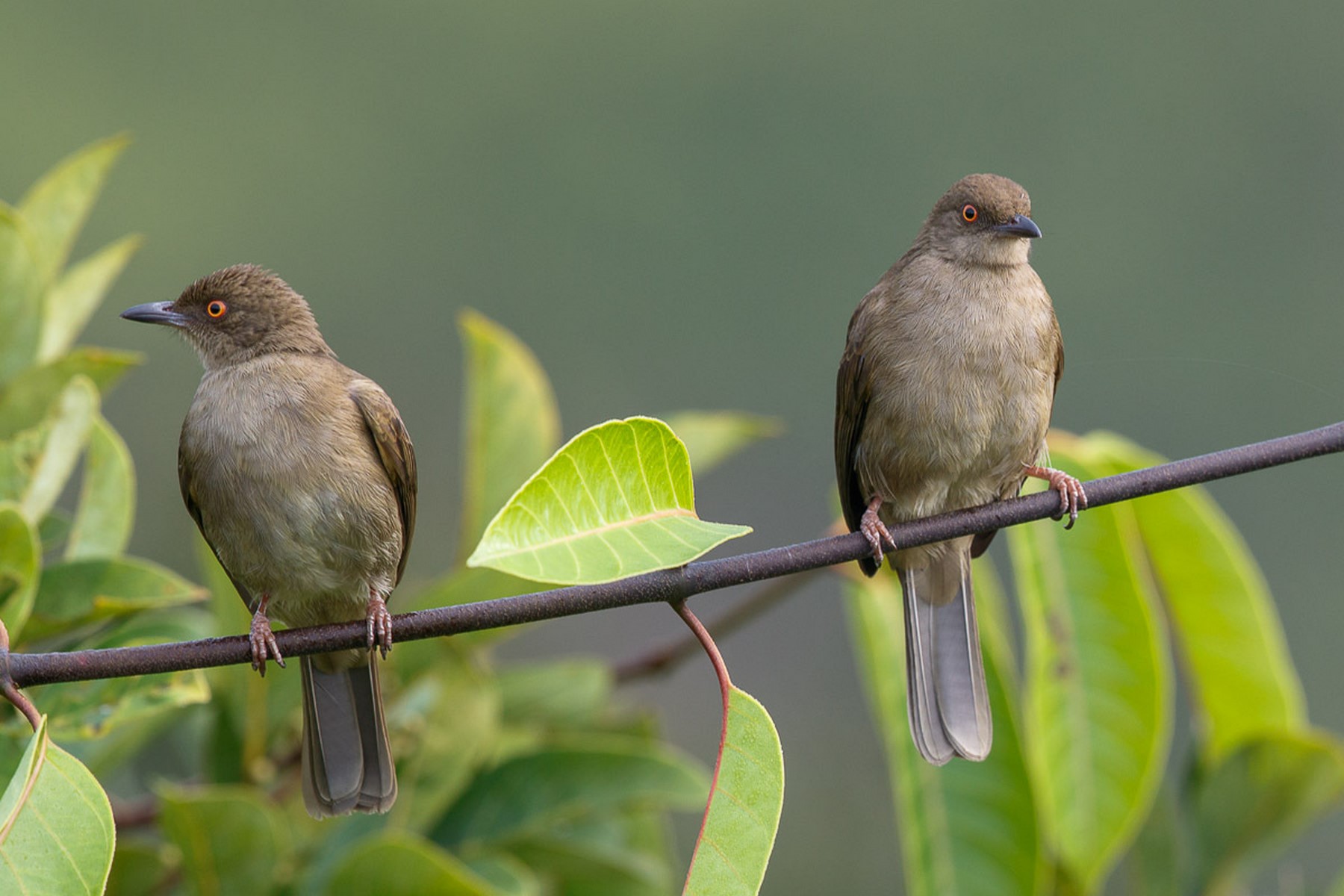 red eyed bulbul