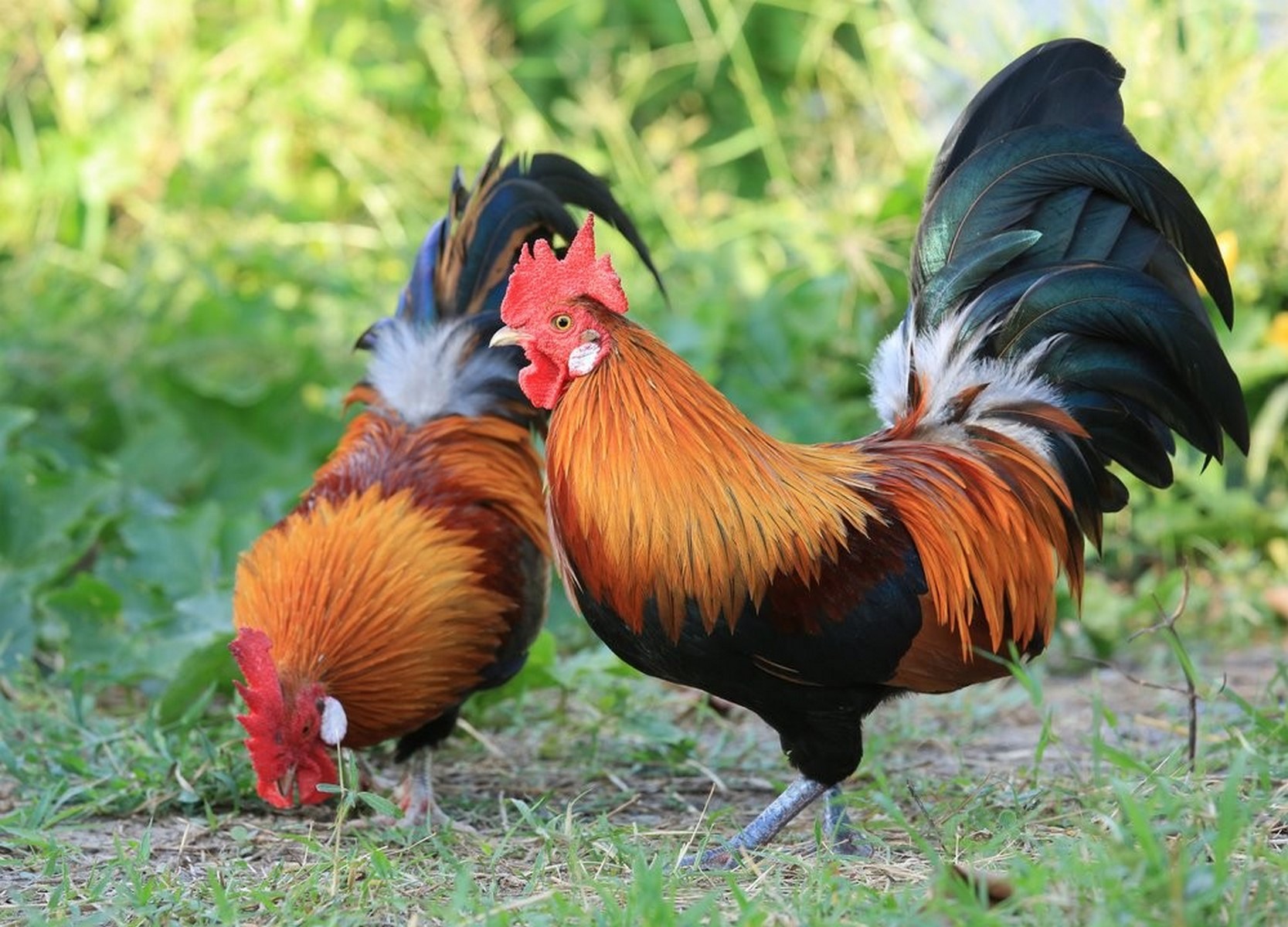 red junglefowls