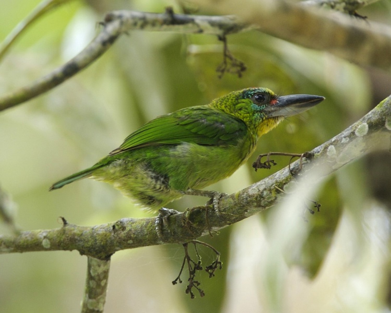 red throated barbet