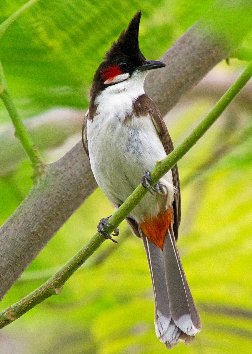 red whiskered bulbul