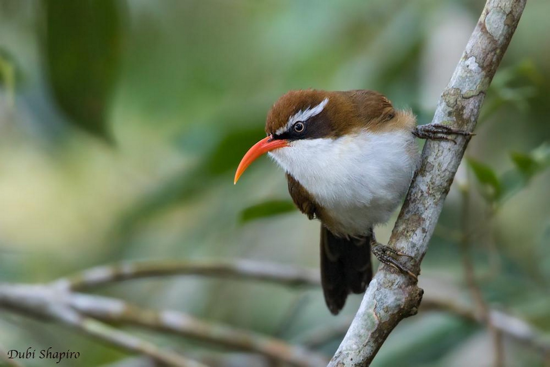 red billed scimitar babbler