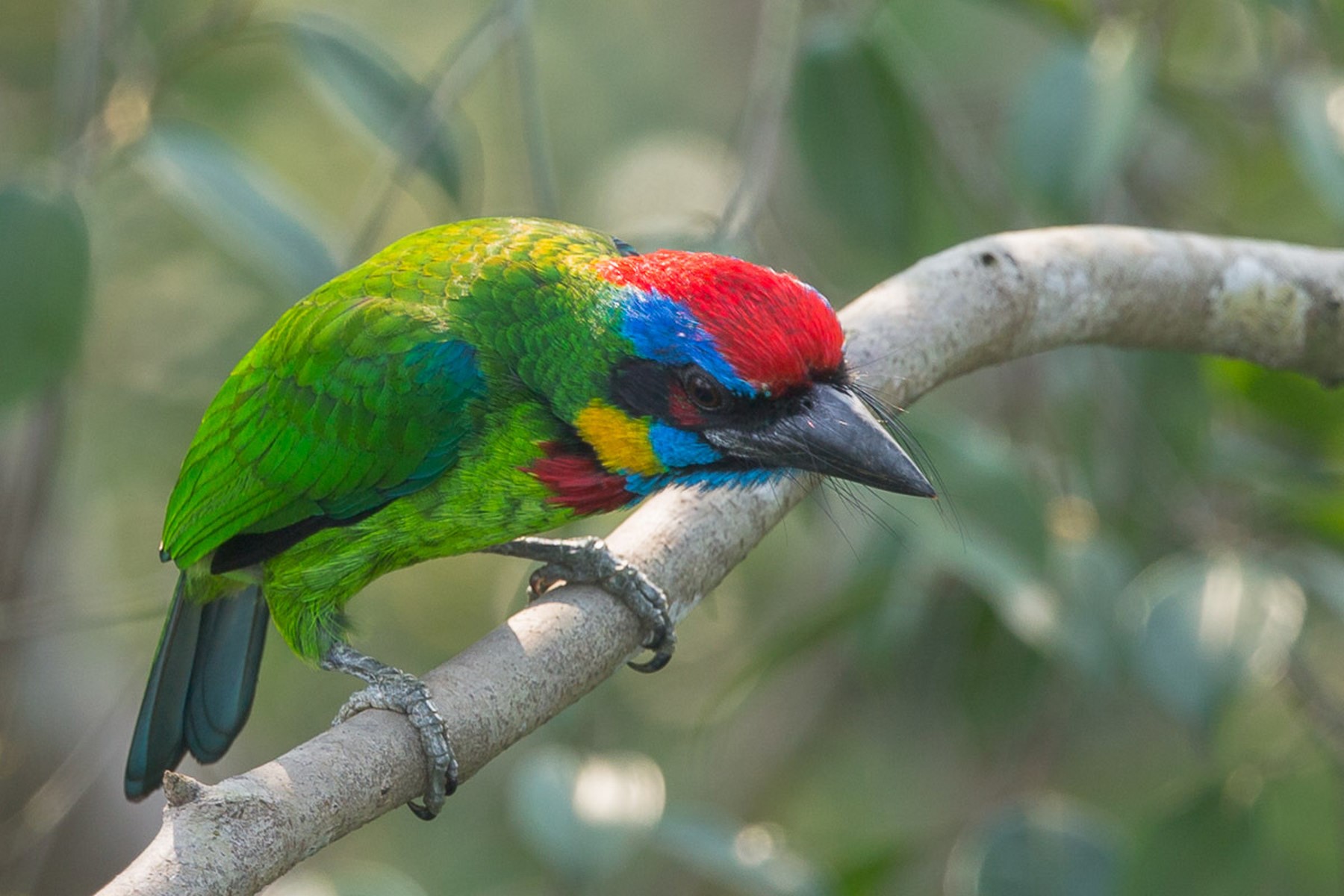 red crowned barbet