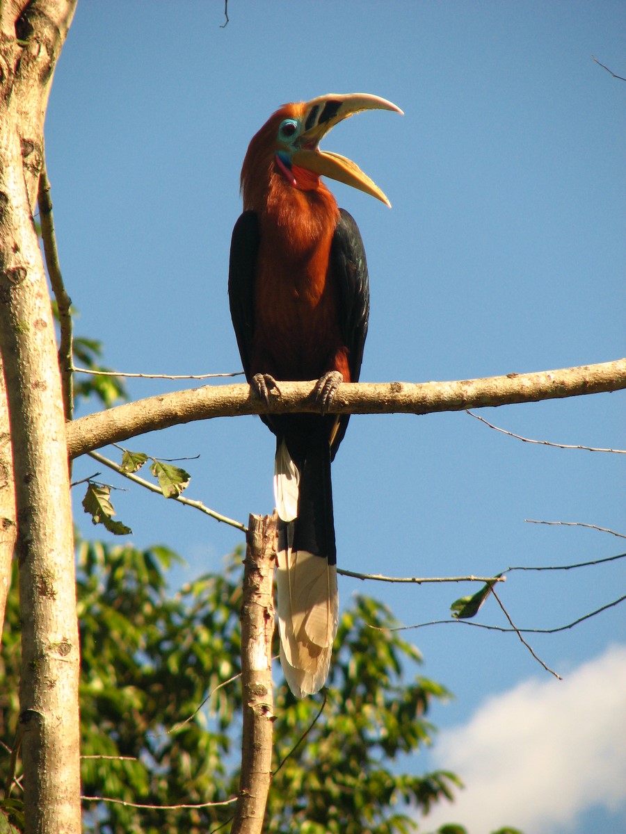 rufos necked hornbill