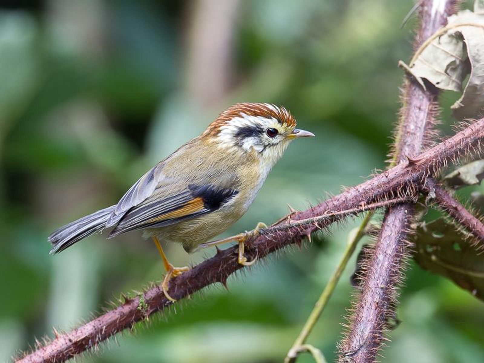 rufos winged fulvetta