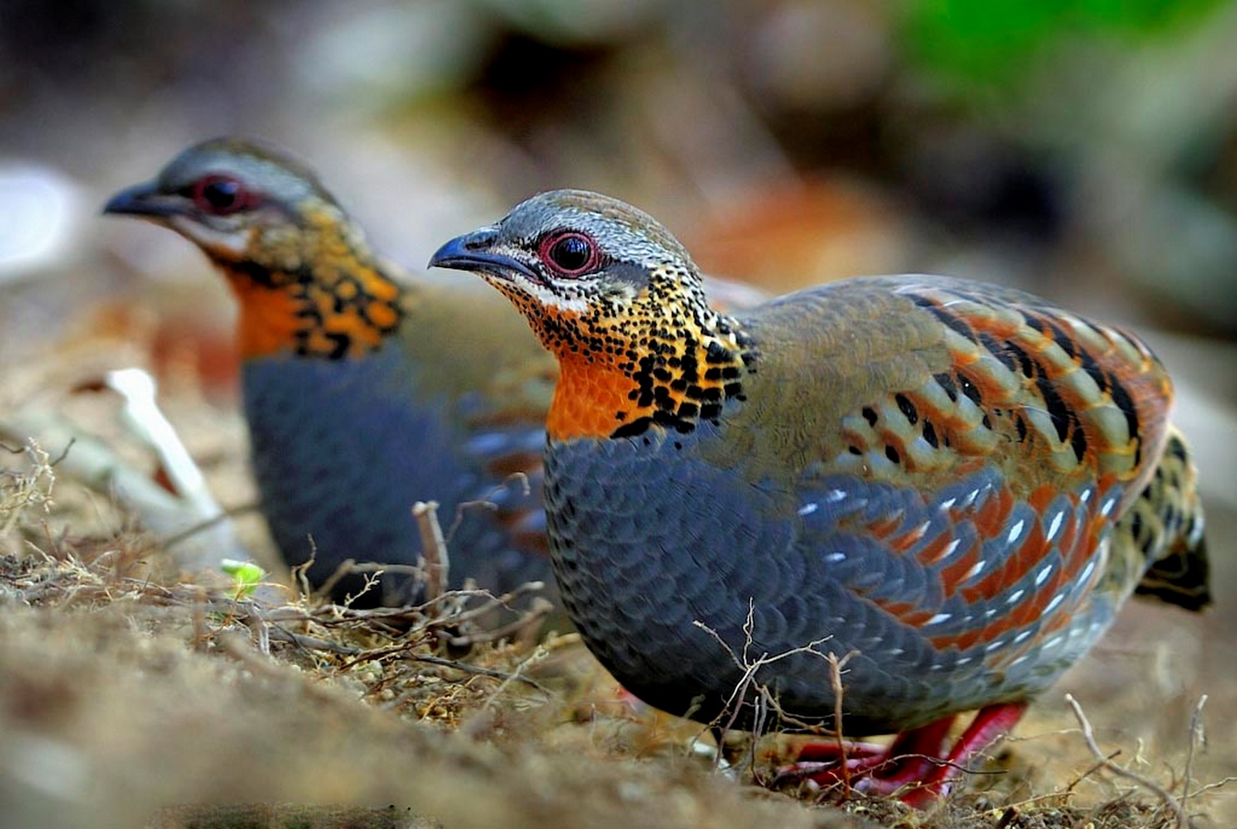 rufous throates partridge