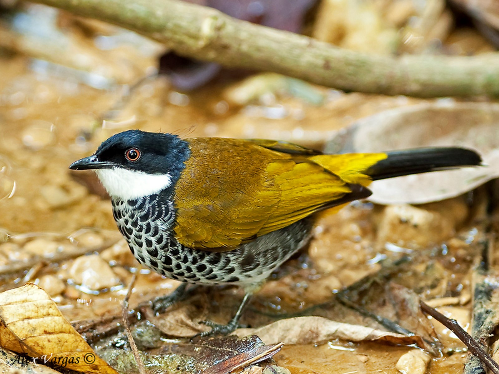 scaly breasted bulbul