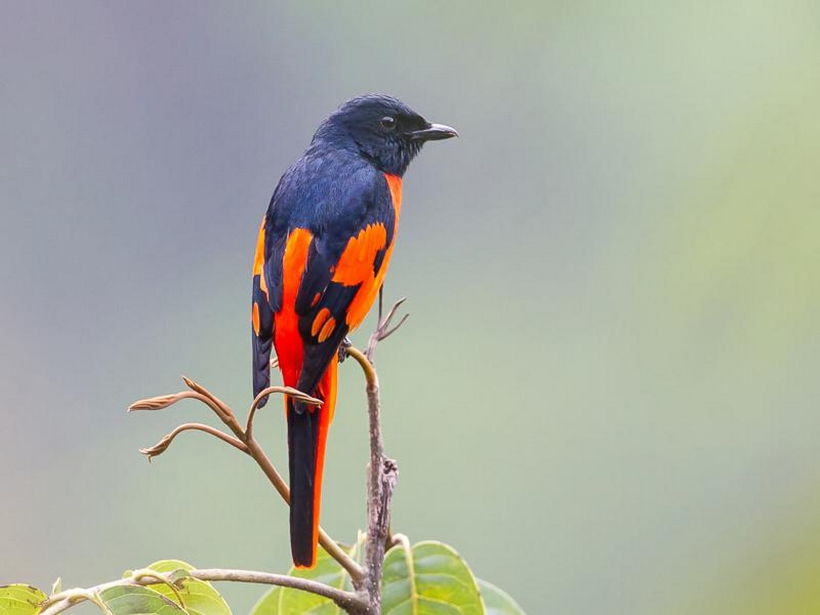 scarlet minivet