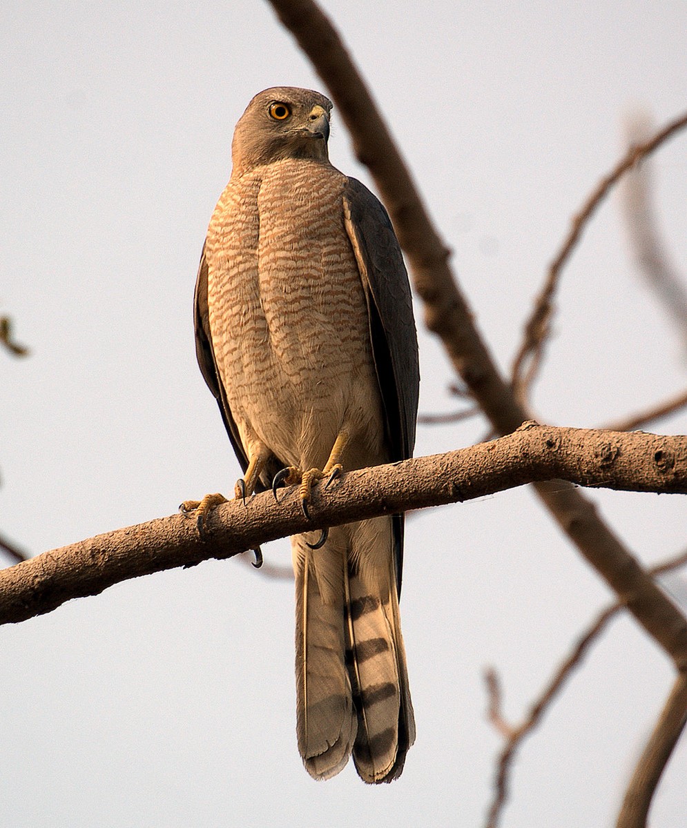 shikra