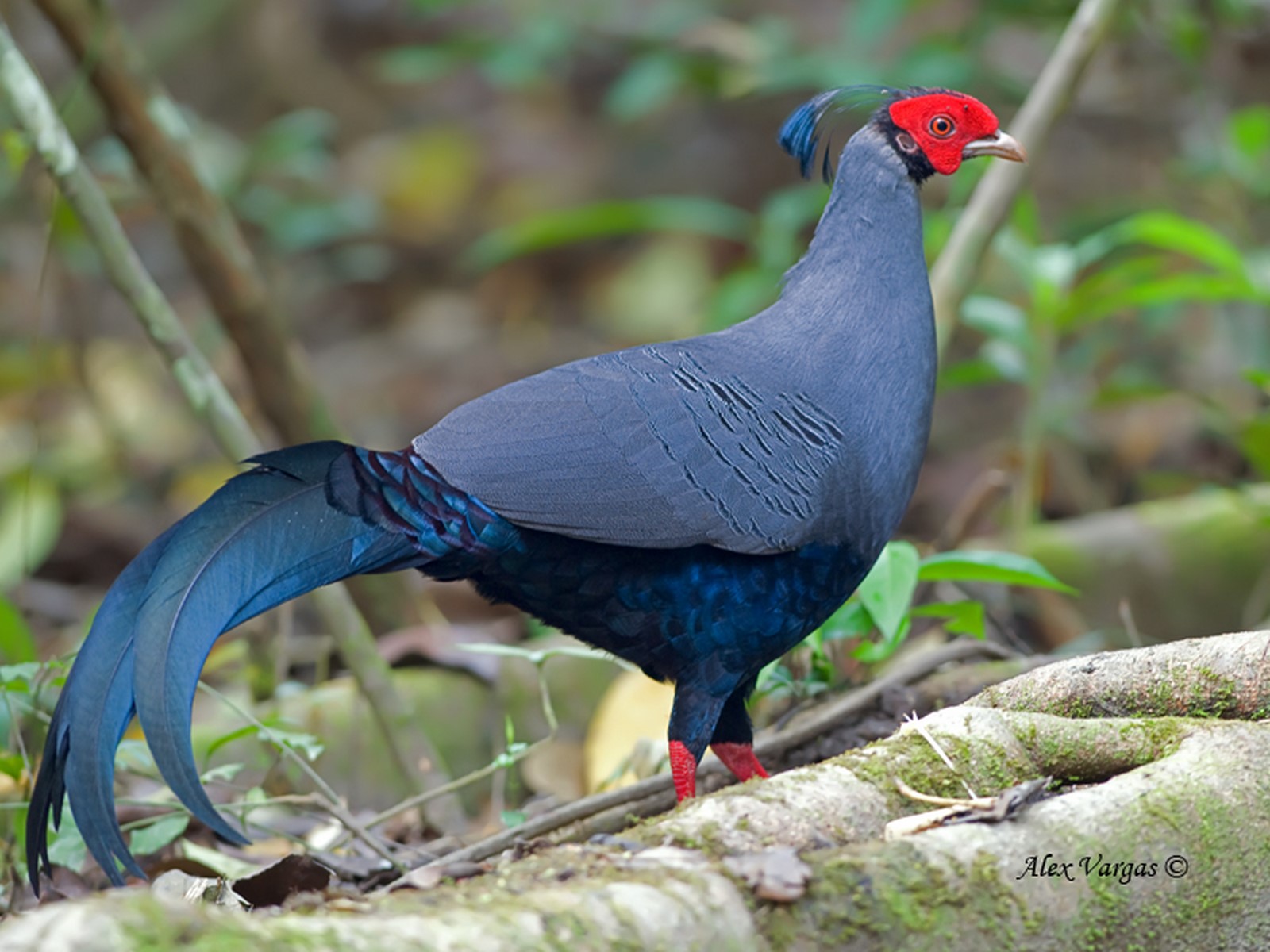 siamese fireback