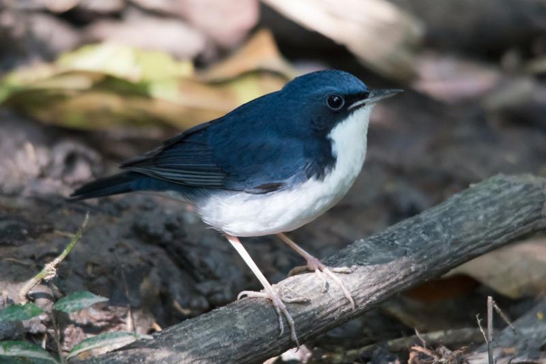 siberian blue robin