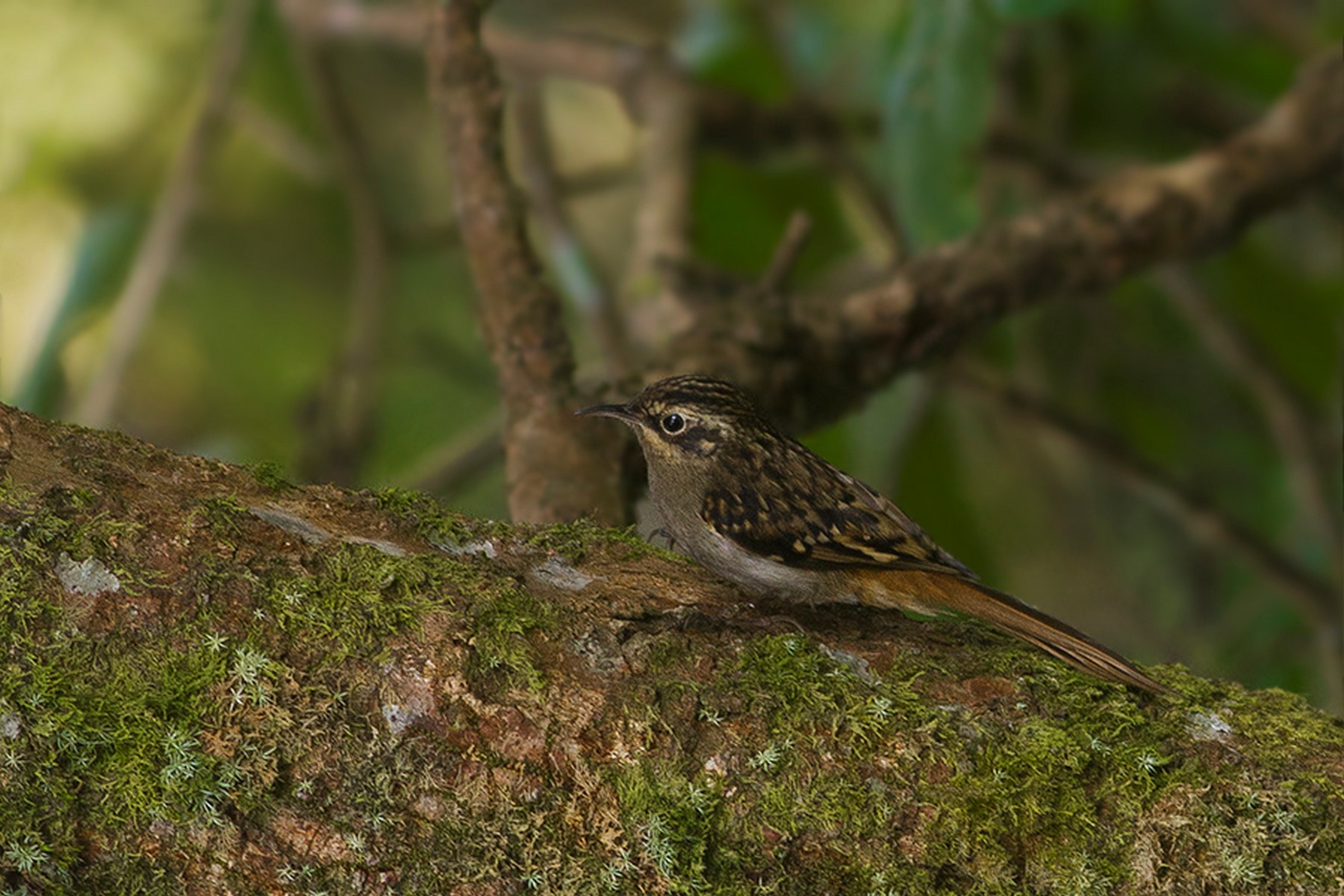 sikkim treesreeper