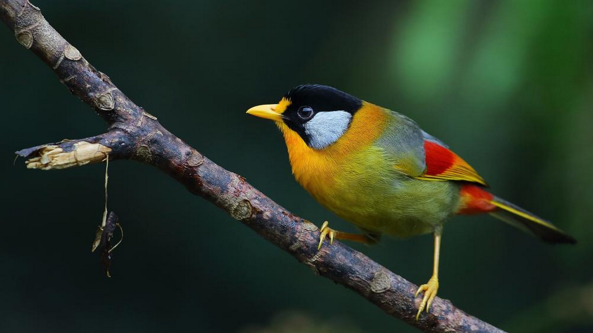 silver eared mesia