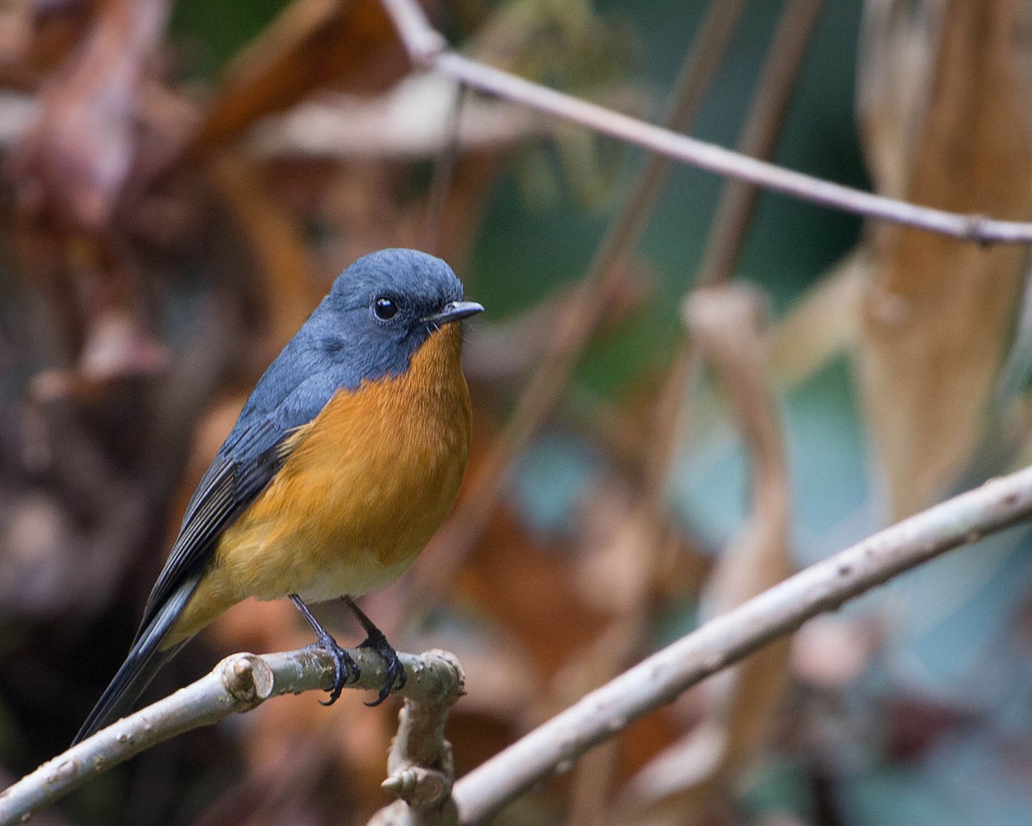 slaty backed flycatcher