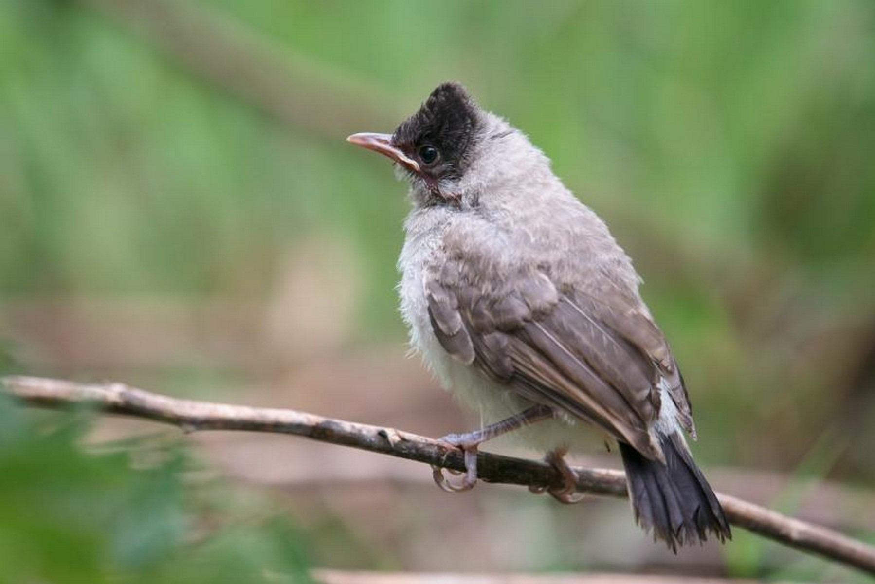 sooty headed bulbul